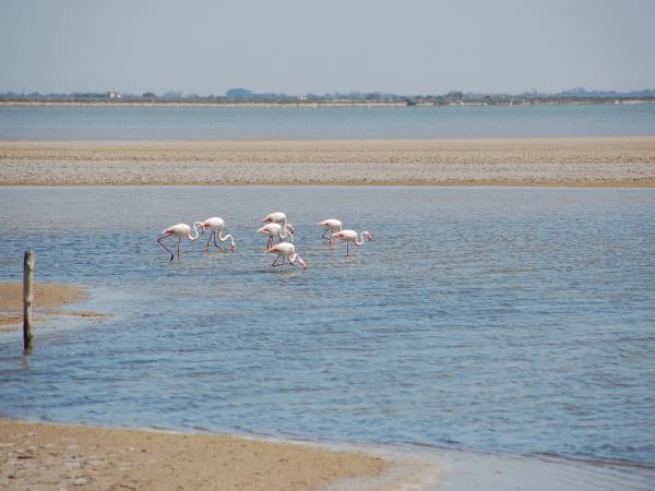 Provence to Camargue cycling holiday in France
