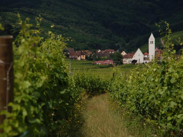 Family cycling holiday in Alsace, France
