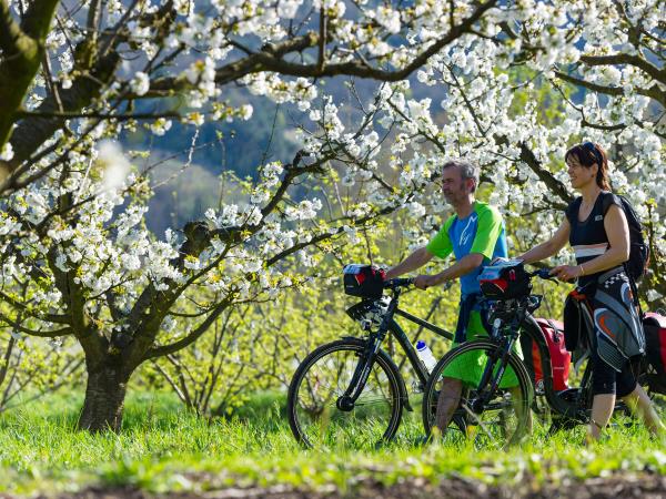 The Via Rhona cycling tour, Vienna to Montelimar