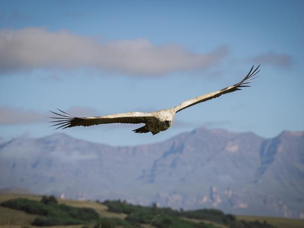 Bearded vulture conservation holiday, South Africa