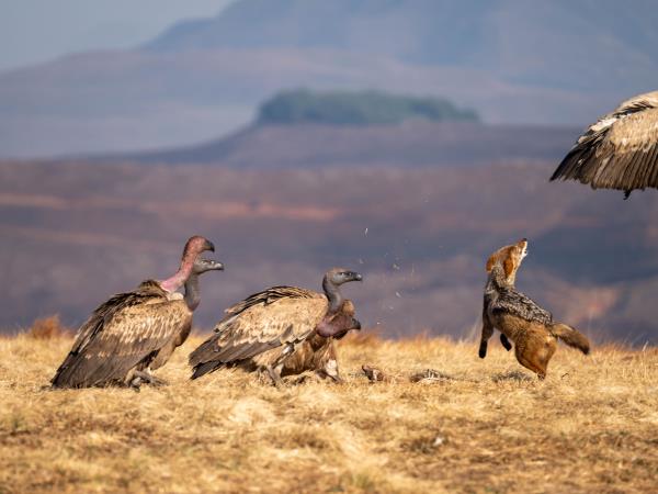 Bearded vulture conservation holiday, South Africa