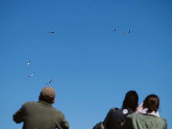 Bearded vulture conservation holiday, South Africa