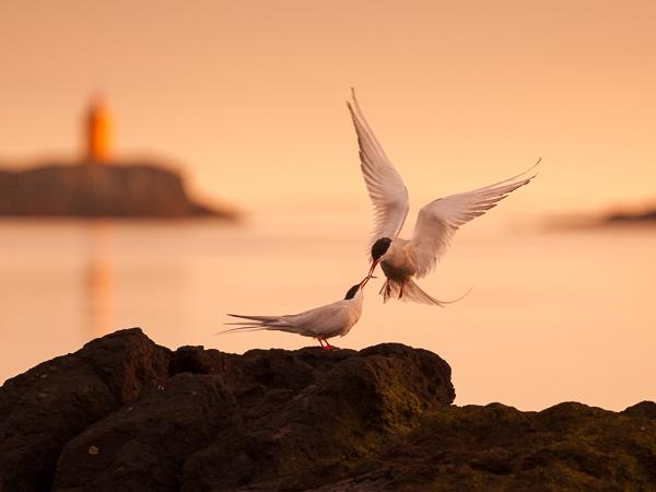 North & East Iceland seabirds photography tour