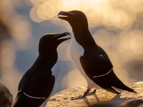 North & East Iceland seabirds photography tour