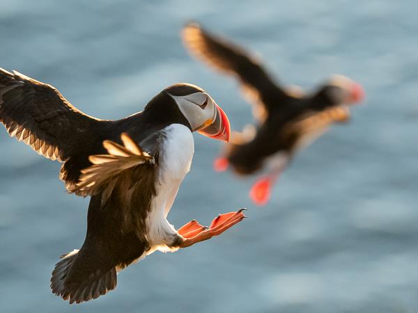 North & East Iceland seabirds photography tour
