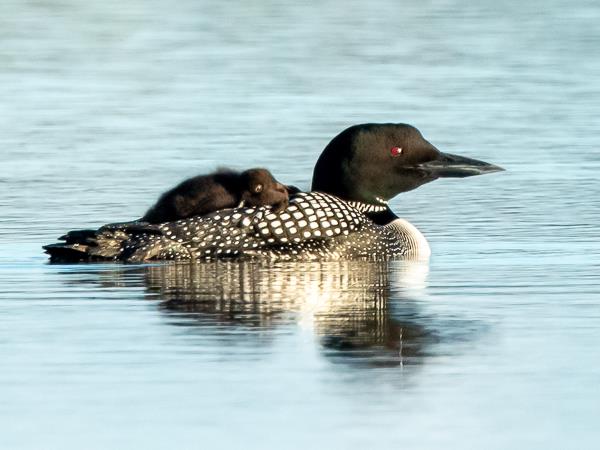 North & East Iceland seabirds photography tour
