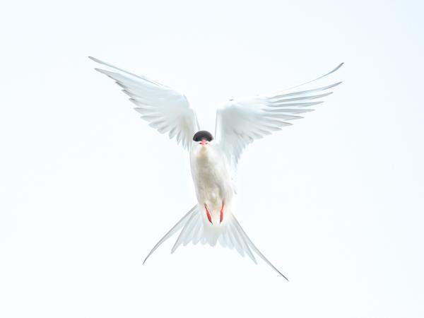 North & East Iceland seabirds photography tour
