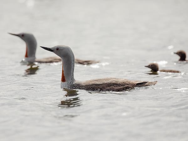 North & East Iceland seabirds photography tour