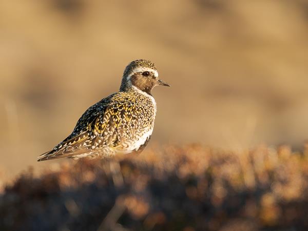 North & East Iceland seabirds photography tour