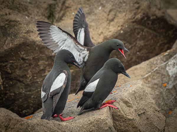 North & East Iceland seabirds photography tour