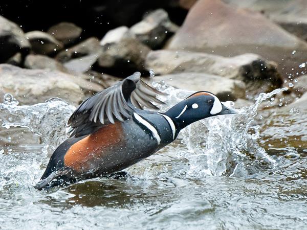 North & East Iceland seabirds photography tour