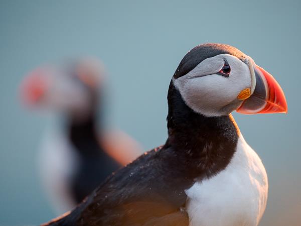 North & East Iceland seabirds photography tour