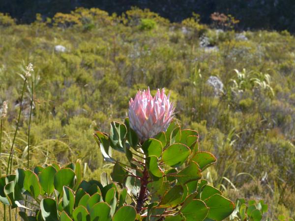 Women's holiday in Cape Town, South Africa