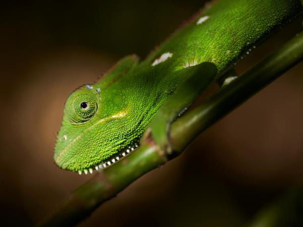 Madagascar Photography holiday