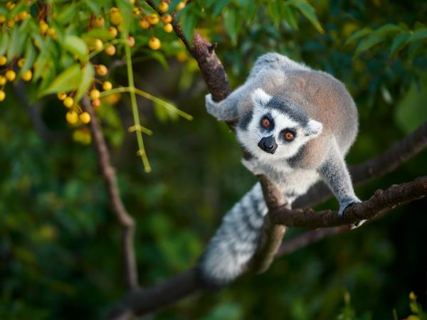 Madagascar Photography holiday
