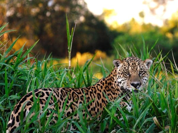 Brazil wildlife holiday, tailor made