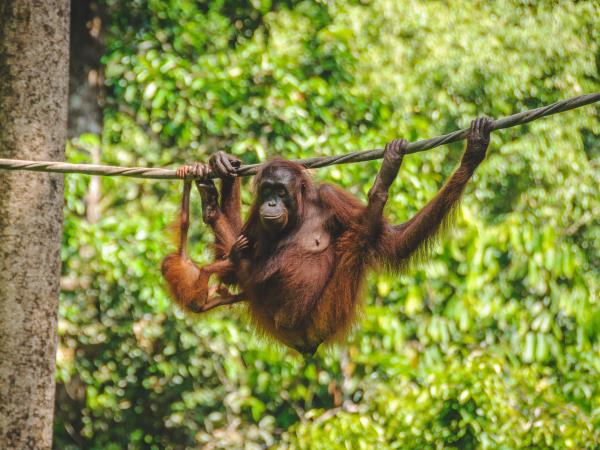 Malaysia holiday, rainforests and beaches