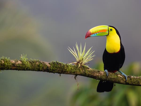 Panama Canal and Costa Rica cruise