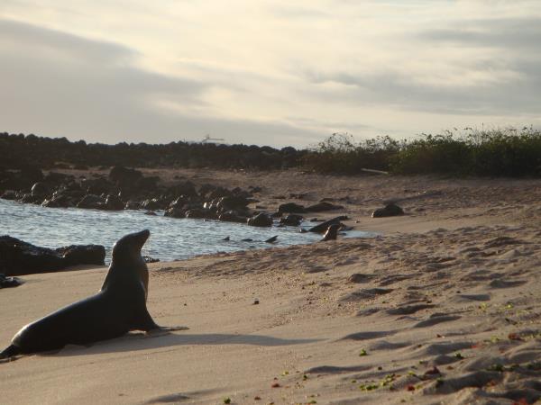 Galapagos conservation project
