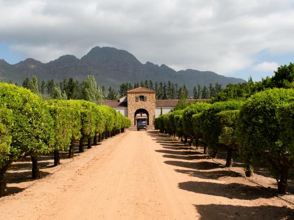 Wine and art holiday, South Africa