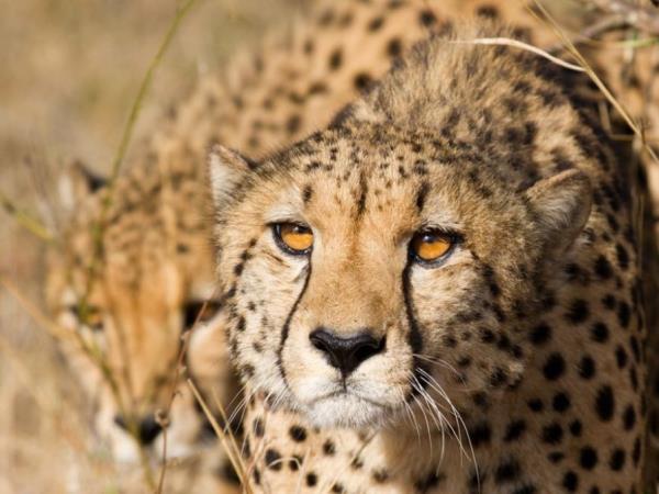 Wildlife sanctuary & rehabilitation centre, South Africa