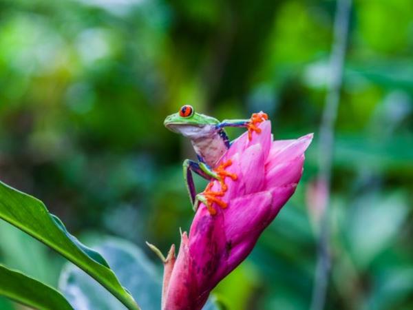 Costa Rica classic self drive holiday