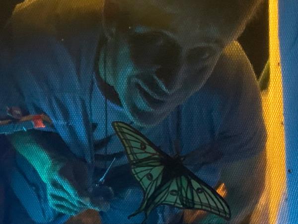 Butterflies and birds of the Spanish Pyrenees holiday