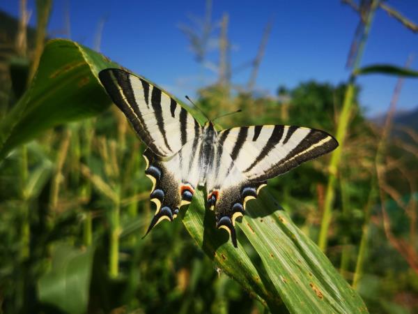 Butterflies and birds of the Spanish Pyrenees holiday