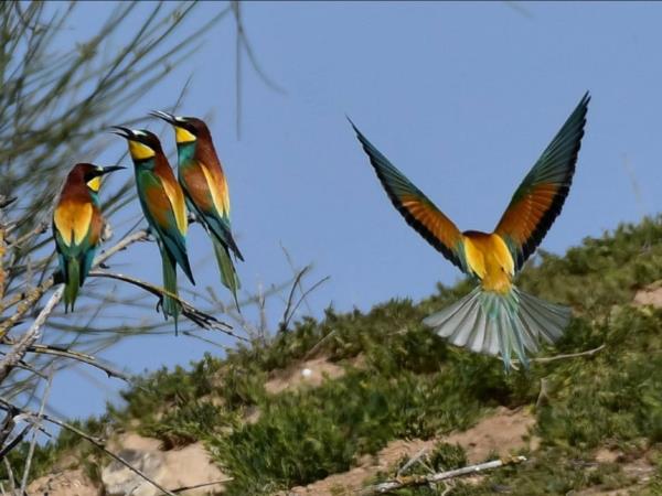 Butterflies and birds of the Spanish Pyrenees holiday