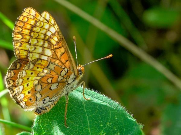 Butterflies and birds of the Spanish Pyrenees holiday