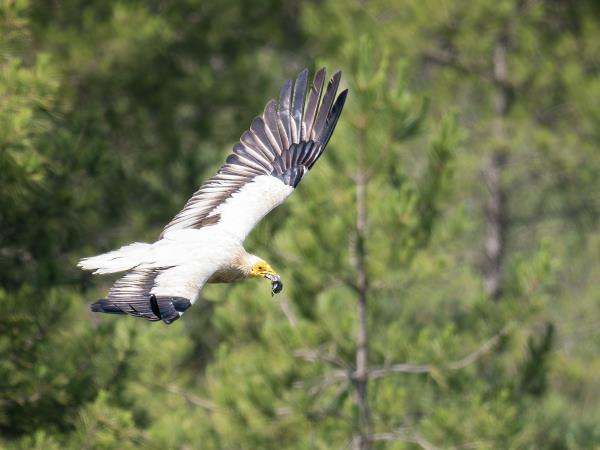Butterflies and birds of the Spanish Pyrenees holiday