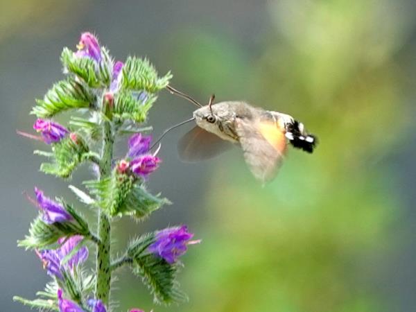 Butterflies and birds of the Spanish Pyrenees holiday