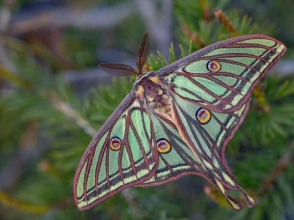 Butterflies and birds of the Spanish Pyrenees holiday