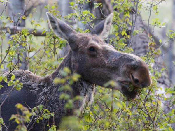 Wildlife holiday in Manitoba, Canada