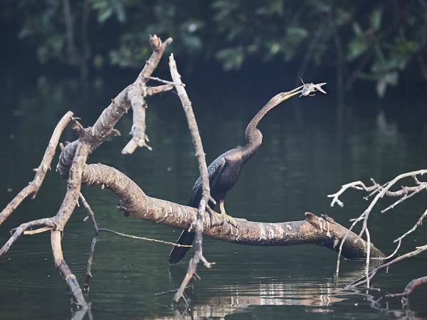 Sri Lanka birding & cultural tour