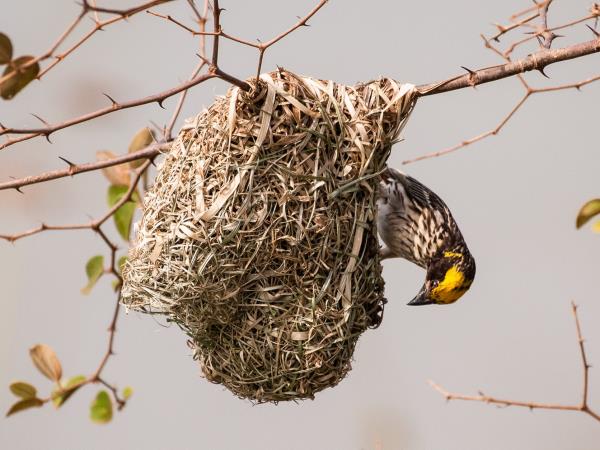 Sri Lanka birding & cultural tour