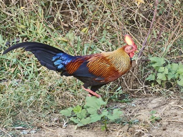 Sri Lanka birding & cultural tour