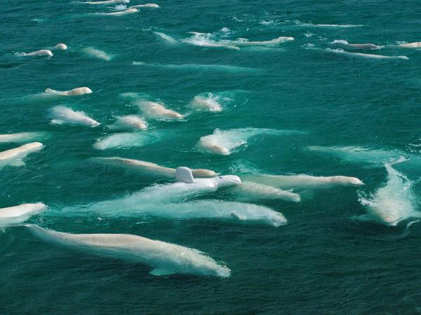 Complete Northwest Passage cruise, 4 weeks