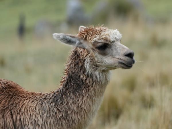 Ecuador trekking holiday