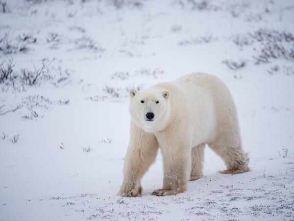 Churchill Polar bear adventure, Canada