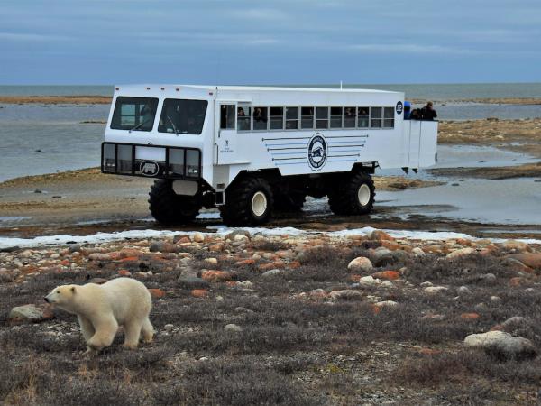 Churchill Polar bear adventure, Canada