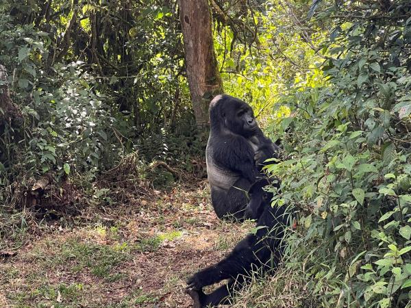 Tailor made gorilla and chimp tracking safari, Uganda
