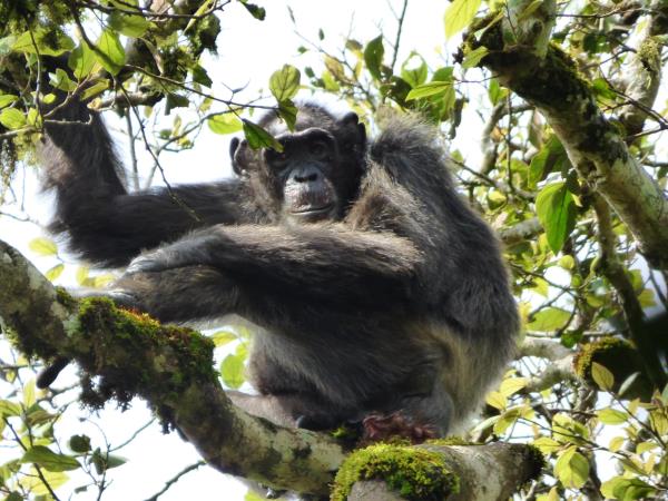 Tailor made gorilla and chimp tracking safari, Uganda