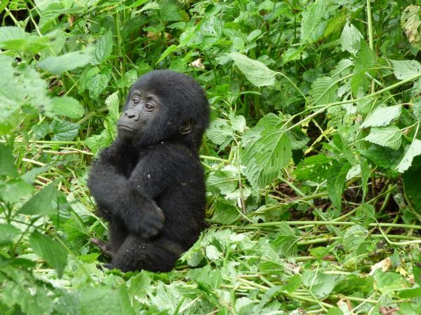 Tailor made gorilla and chimp tracking safari, Uganda