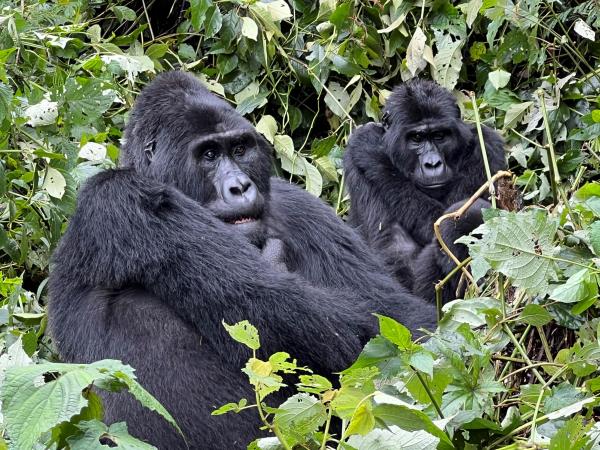 Luxury gorilla tracking by road, Uganda