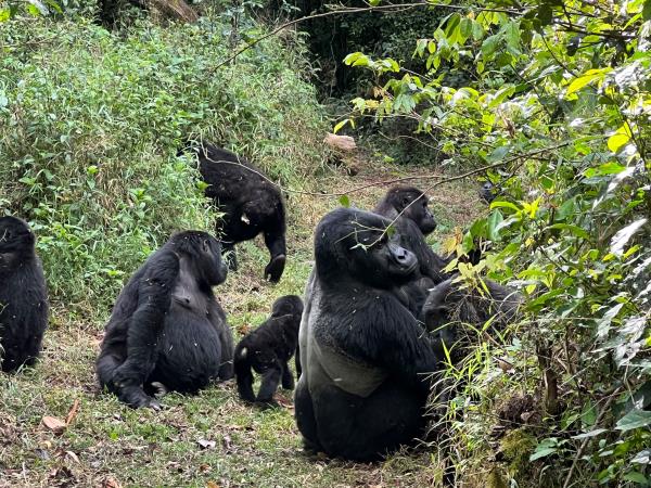 Luxury gorilla fly in safari, Uganda