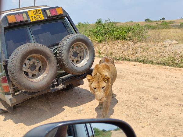 Uganda wildlife holiday
