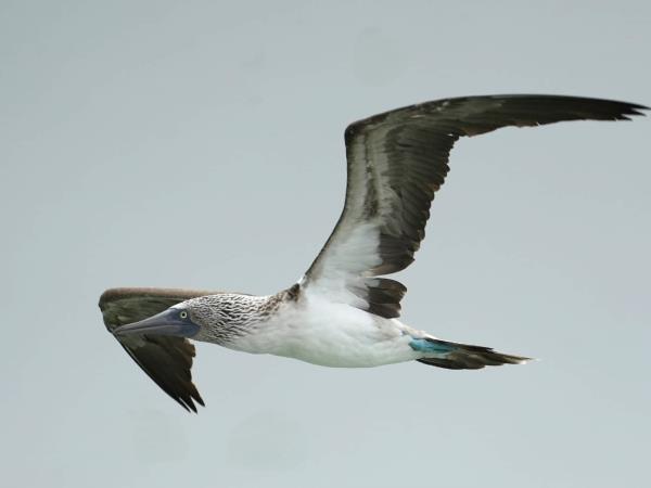 Galapagos tailor made adventure holiday