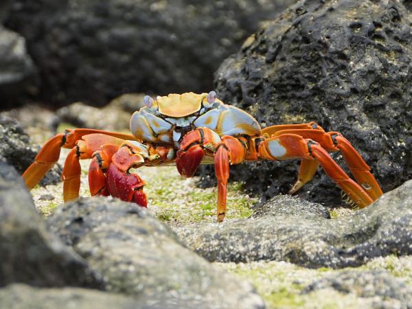Galapagos tailor made adventure holiday