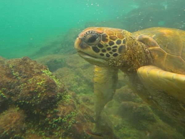Galapagos tailor made family holiday, hotel based